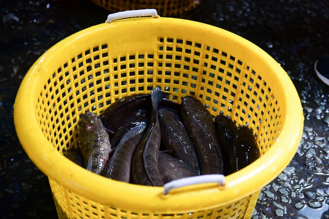 Freeing of creatures in early 2023 at Binh My ferry in Cu Chi