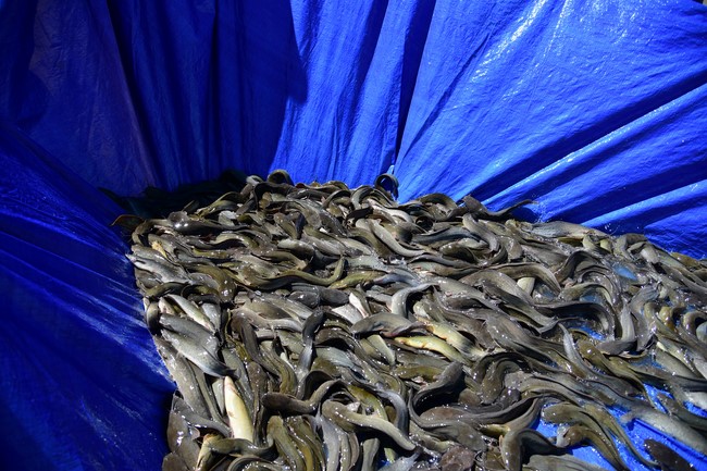 Freeing of creatures in early 2023 at Binh My ferry in Cu Chi