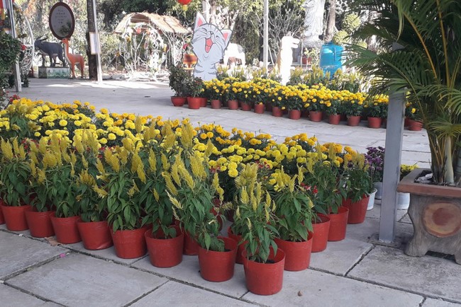 Welcoming the Lunar New Year at Hoang Phap Pagoda - Cambodia