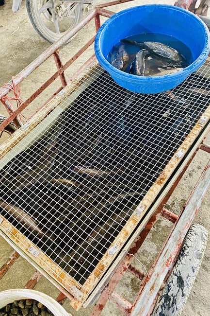 Charity and year - end creature releasing of Dong Cao Pagoda, Thanh Hoa