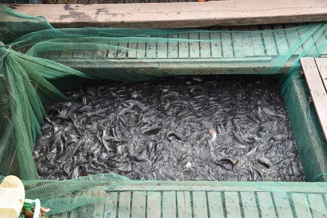 Buddhist Dieu Nguyet 's death Anniversary at Minh Chat ashram, Can Tho Province