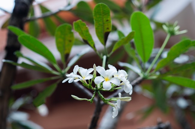 Wedding Ceremony at the pagoda