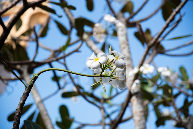 Wedding Ceremony at the pagoda