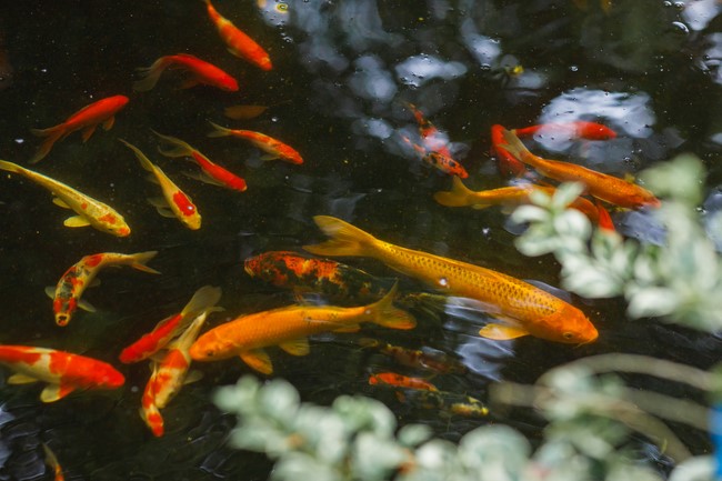Attending the wedding ceremony at the temple and visit to Dong Nai branch by Charity Board