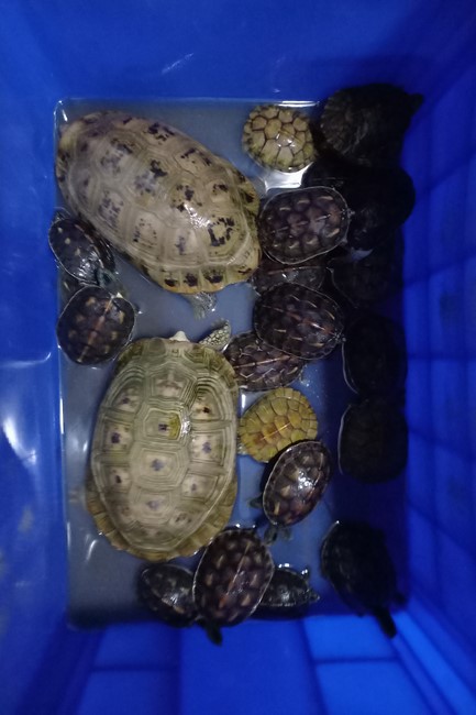 Handing over tortoises and pigeons at Dau Tieng Wildlife Conservation Station, Binh Duong
