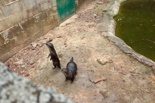 Handing over tortoises and pigeons at Dau Tieng Wildlife Conservation Station, Binh Duong