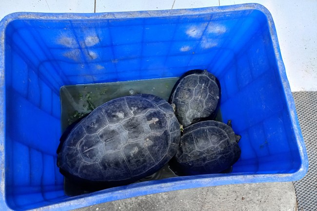 Handing over tortoises and pigeons at Dau Tieng Wildlife Conservation Station, Binh Duong