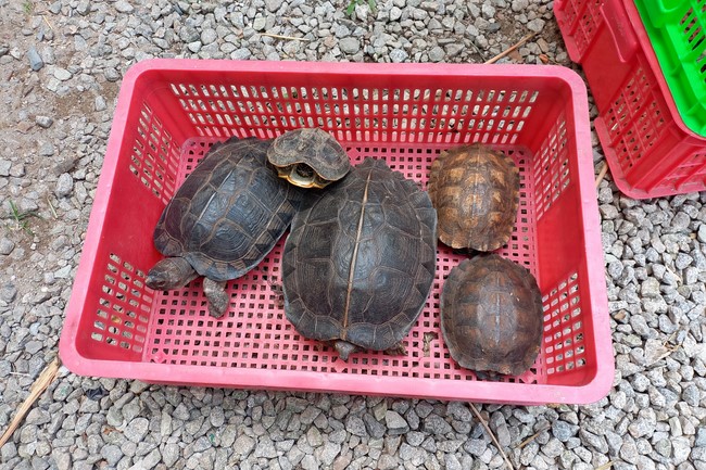 Handing over tortoises and pigeons at Dau Tieng Wildlife Conservation Station, Binh Duong