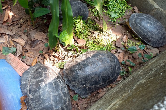 Handing over tortoises and pigeons at Dau Tieng Wildlife Conservation Station, Binh Duong
