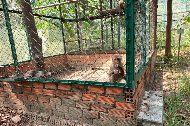 Handing over tortoises and pigeons at Dau Tieng Wildlife Conservation Station, Binh Duong