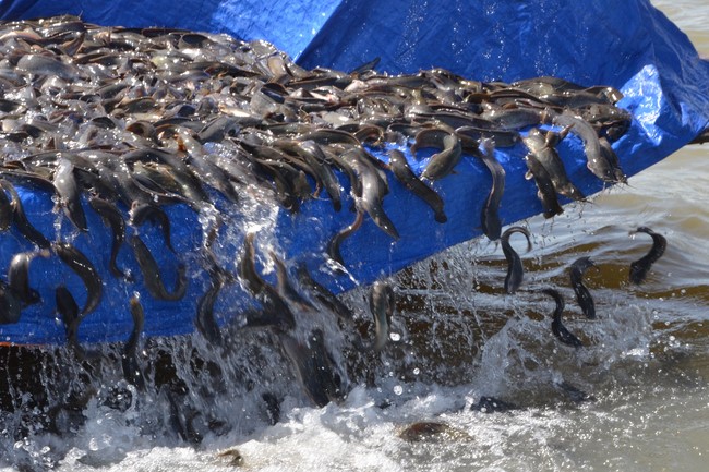 The Rite of Releasing creatures and Praying for Peace at Toan Phat Irradiation Company Limited, Long An