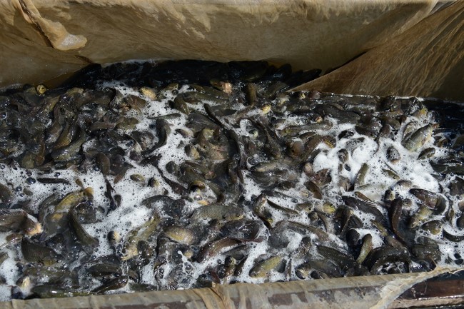 The Rite of Releasing creatures and Praying for Peace at Toan Phat Irradiation Company Limited, Long An