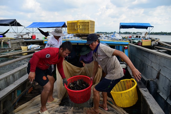 The Rite of Releasing creatures and Praying for Peace at Toan Phat Irradiation Company Limited, Long An