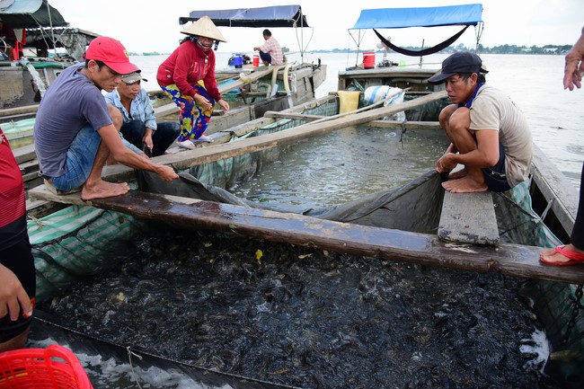 The Rite of Releasing creatures and Praying for Peace at Toan Phat Irradiation Company Limited, Long An