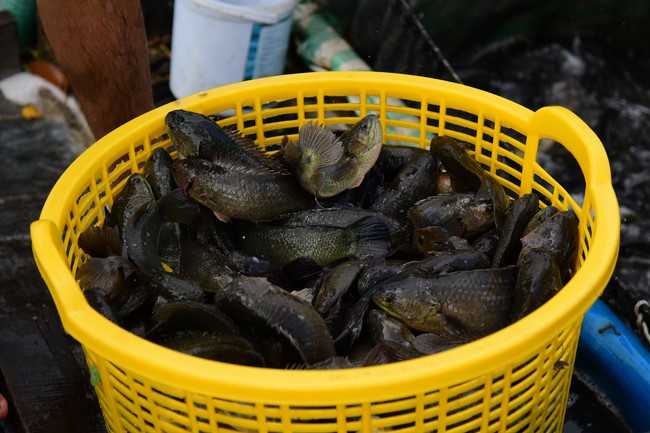 The Rite of Releasing creatures and Praying for Peace at Toan Phat Irradiation Company Limited, Long An