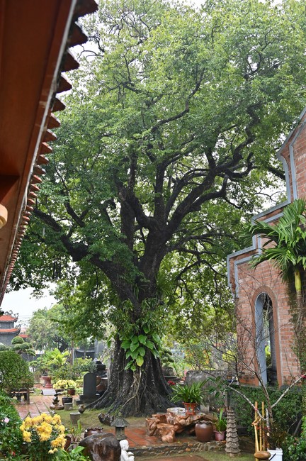 Preaching dharma at Bich Thuong pagoda and TayKhanh pagoda in the eighth day of propagation trip in the Northern