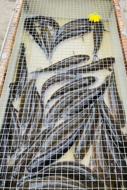 One - Day Retreat at Dong Cao pagoda,  Thanh Hoa