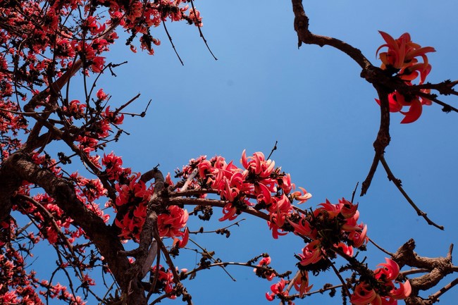 Chùa Hòa Phúc – Hà Nội: Khoá tu học “Về Miền Đất Phật”