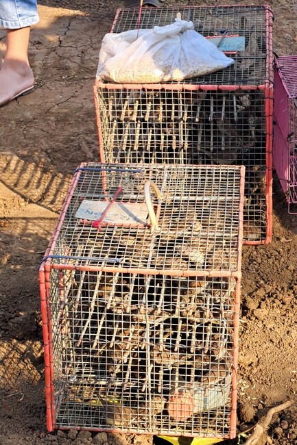 One-Day Peaceful Retreat at Tam Phap Pagoda, Binh Phuoc