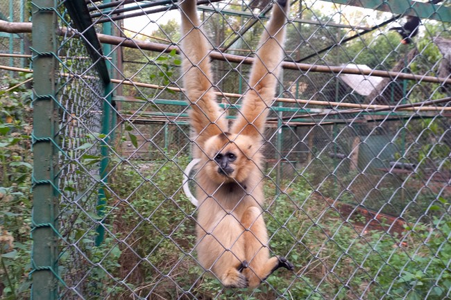 Handing over tortoises at Dau Tieng Wildlife Conservation Station, Binh Duong