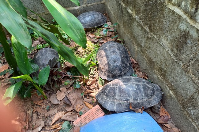 Handing over tortoises at Dau Tieng Wildlife Conservation Station, Binh Duong