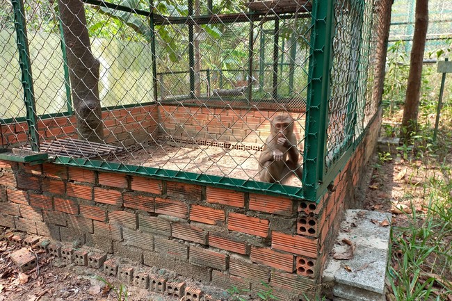 Handing over tortoises at Dau Tieng Wildlife Conservation Station, Binh Duong