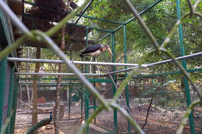 Handing over tortoises at Dau Tieng Wildlife Conservation Station, Binh Duong