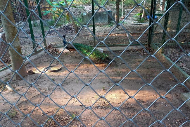 Handing over tortoises at Dau Tieng Wildlife Conservation Station, Binh Duong