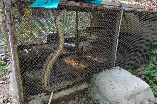 Handing over tortoises at Dau Tieng Wildlife Conservation Station, Binh Duong