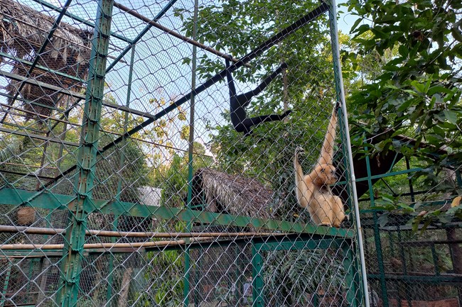Handing over tortoises at Dau Tieng Wildlife Conservation Station, Binh Duong