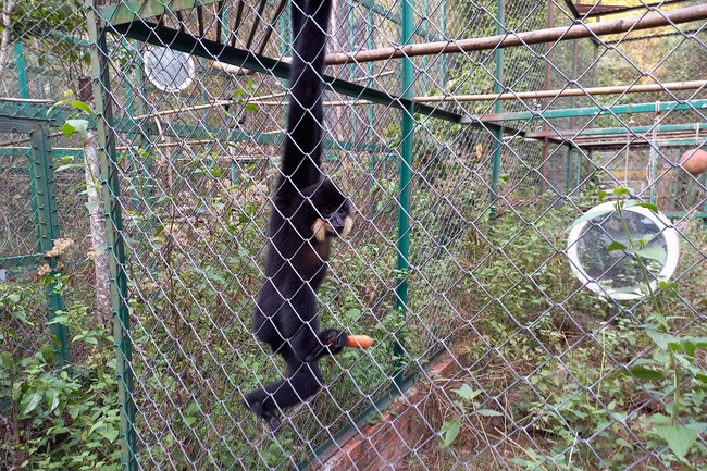 Handing over tortoises at Dau Tieng Wildlife Conservation Station, Binh Duong