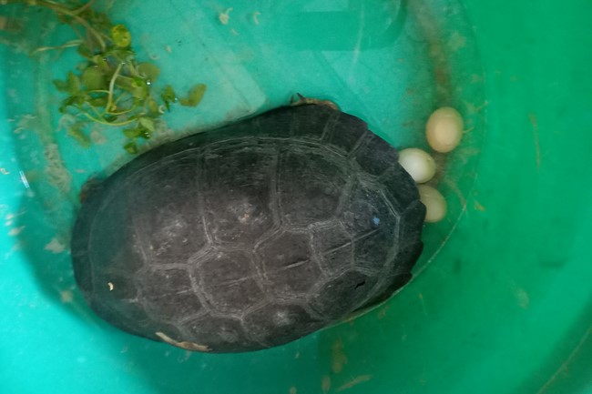 Handing over tortoises at Dau Tieng Wildlife Conservation Station, Binh Duong