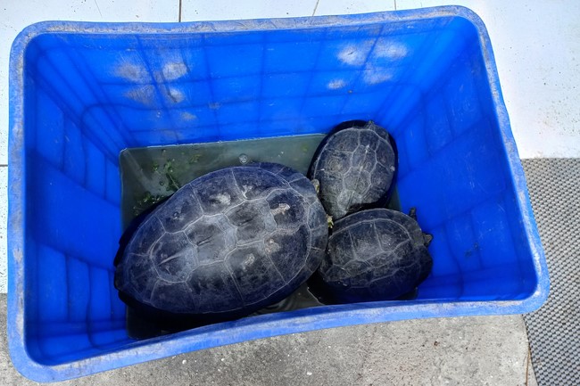 Handing over tortoises at Dau Tieng Wildlife Conservation Station, Binh Duong