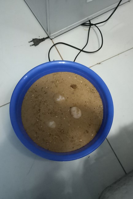 Handing over tortoises at Dau Tieng Wildlife Conservation Station, Binh Duong