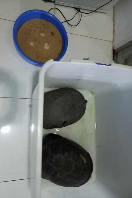 Handing over tortoises at Dau Tieng Wildlife Conservation Station, Binh Duong