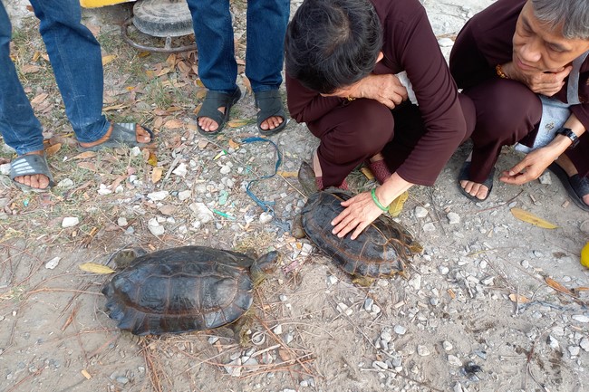Handing over tortoises at Dau Tieng Wildlife Conservation Station, Binh Duong