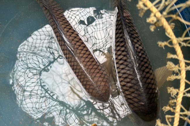 Charity on Shakyamuni Buddha commemoration entering Nirvana, and prostrating five hundred names at Dong Cao Pagoda