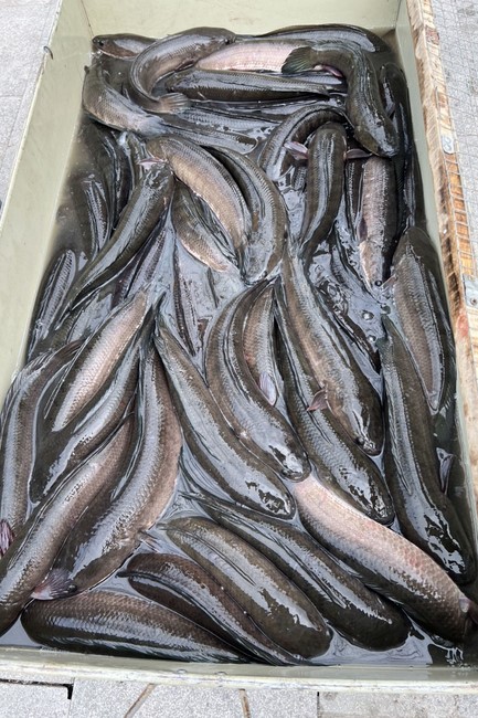 Charity on Shakyamuni Buddha commemoration entering Nirvana, and prostrating five hundred names at Dong Cao Pagoda