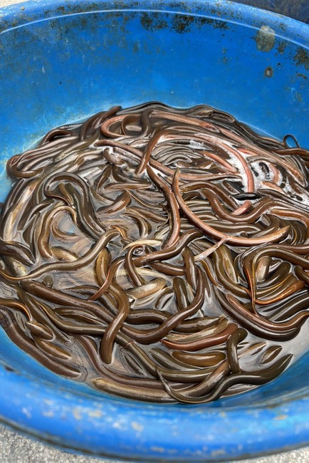 Charity on Shakyamuni Buddha commemoration entering Nirvana, and prostrating five hundred names at Dong Cao Pagoda