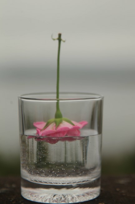 Giving books to Tan Lam Huong Kindergarten and creature freeing of Giai Lam Pagoda - Ha Tinh