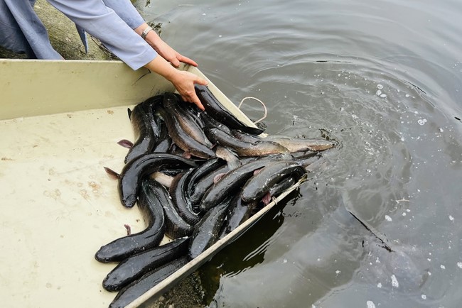 One-Day Retreat, and charity in the 1st day of lunar moon at Dong Cao Pagoda, Thanh Hoa