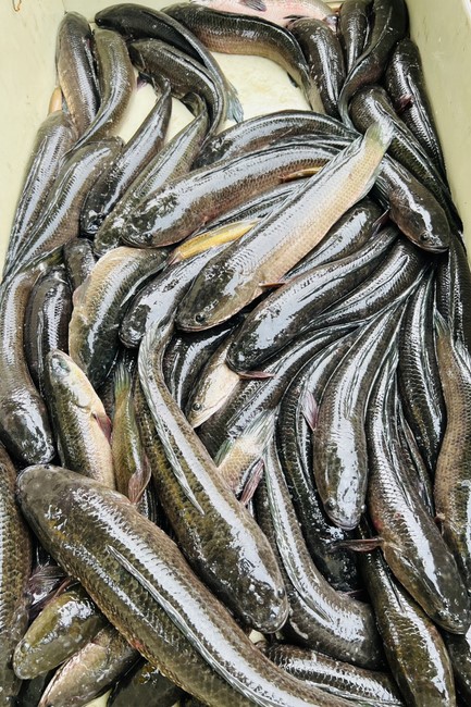 One-Day Retreat, and charity in the 1st day of lunar moon at Dong Cao Pagoda, Thanh Hoa