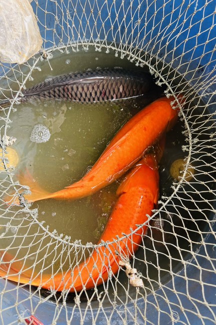 One-Day Retreat, and charity in the 1st day of lunar moon at Dong Cao Pagoda, Thanh Hoa