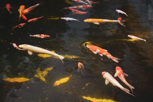 Tang lễ Đại đức Thích Tâm Tùng