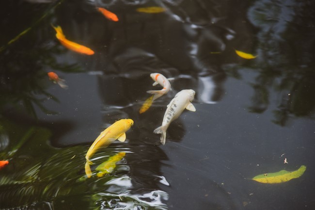 Tang lễ Đại đức Thích Tâm Tùng