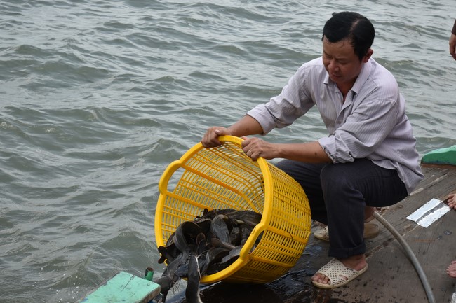 Phóng sanh mừng Đại lễ Phật đản