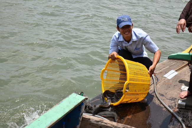 Phóng sanh mừng Đại lễ Phật đản