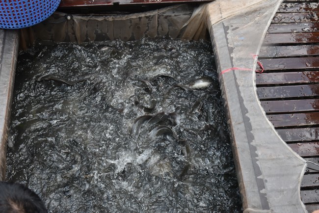 Phóng sanh mừng Đại lễ Phật đản