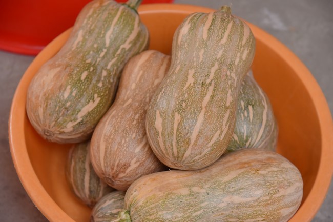 Community program Purification of body- mind, Guiding proactive health care in accordance with the nature