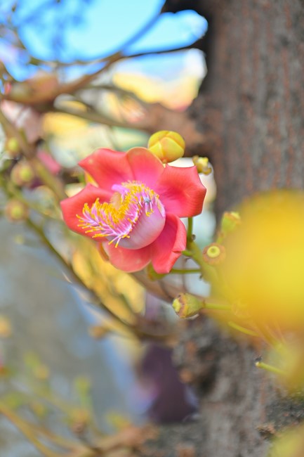 The Monastic Confession 2023